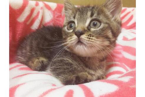 成約済の愛知県のマンチカン-6809の6枚目