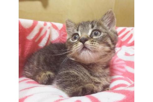 成約済の愛知県のマンチカン-6809の5枚目