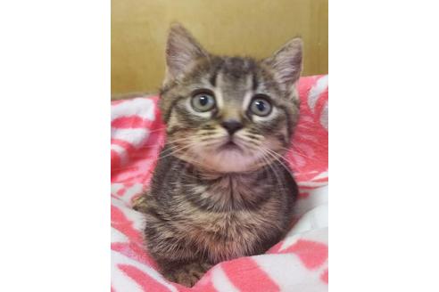 成約済の愛知県のマンチカン-6809の4枚目