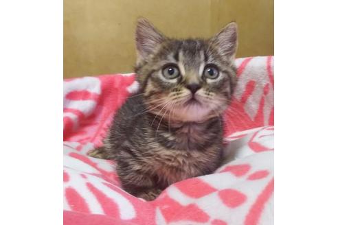 成約済の愛知県のマンチカン-6809の3枚目