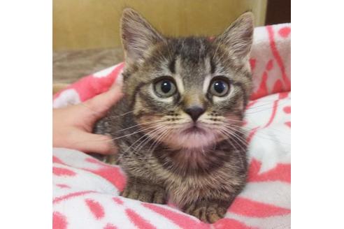 成約済の愛知県のマンチカン-6809の2枚目