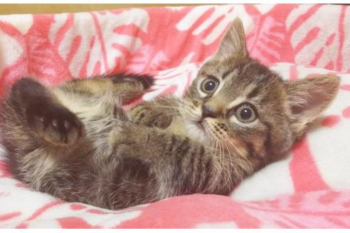 成約済の愛知県のマンチカン-6809の1枚目