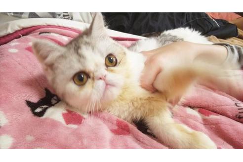 成約済の愛知県のエキゾチックショートヘア-6810の6枚目