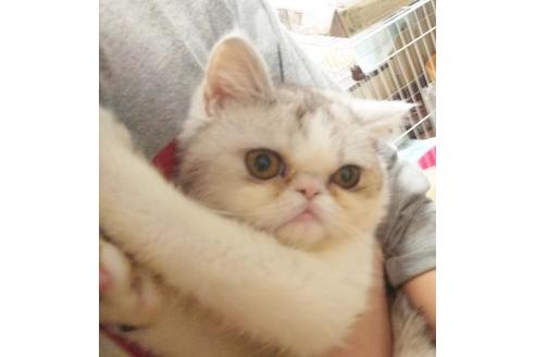 成約済の愛知県のエキゾチックショートヘア-6810の5枚目