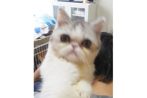 成約済の愛知県のエキゾチックショートヘア-6810の4枚目