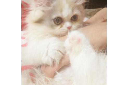 成約済の愛知県のペルシャ-6811の6枚目