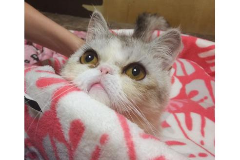 成約済の愛知県のエキゾチックショートヘア-6810の3枚目