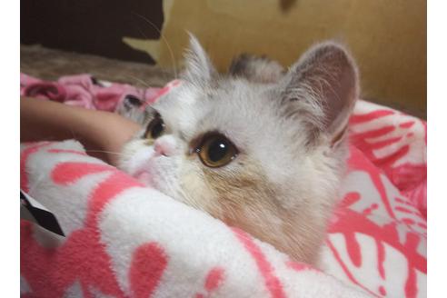 成約済の愛知県のエキゾチックショートヘア-6810の2枚目