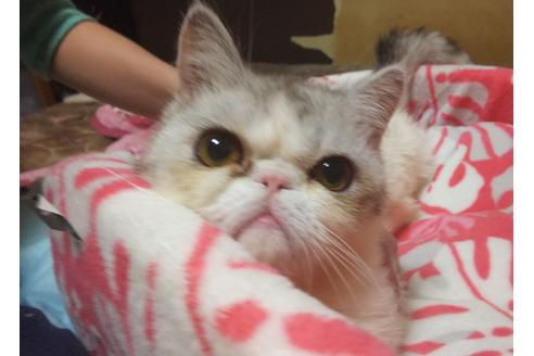 成約済の愛知県のエキゾチックショートヘア-6810の1枚目