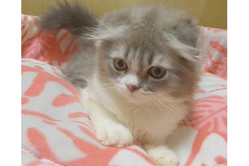 成約済の愛知県のスコティッシュフォールド-6808の6枚目