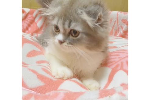 成約済の愛知県のスコティッシュフォールド-6808の5枚目