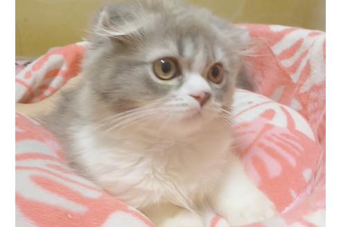 成約済の愛知県のスコティッシュフォールド-6808の4枚目