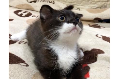 成約済の愛知県のスコティッシュフォールド-6807の1枚目