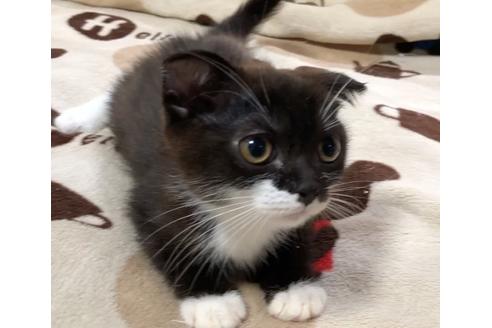 成約済の愛知県のスコティッシュフォールド-6807の4枚目