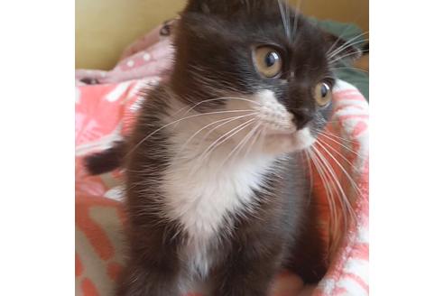 成約済の愛知県のスコティッシュフォールド-6807の3枚目