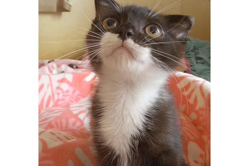 成約済の愛知県のスコティッシュフォールド-6807の2枚目
