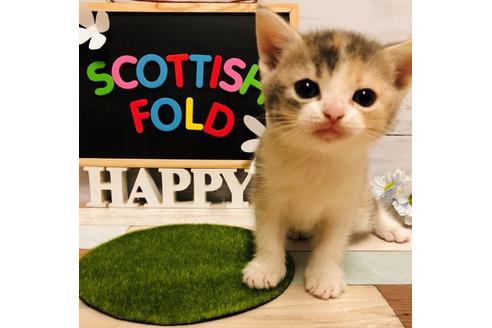 成約済の大阪府のスコティッシュフォールド-6840の2枚目