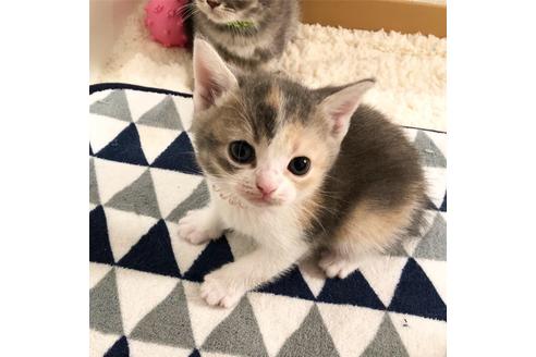 成約済の大阪府のスコティッシュフォールド-6840の1枚目