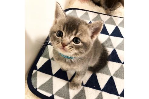 成約済の大阪府のスコティッシュフォールド-6841の1枚目