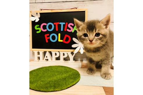 成約済の大阪府のスコティッシュフォールド-6841の2枚目