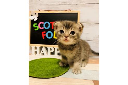 成約済の大阪府のスコティッシュフォールド-6842の1枚目