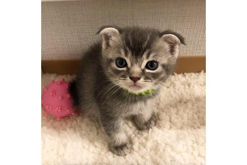 成約済の大阪府のスコティッシュフォールド-6842の2枚目