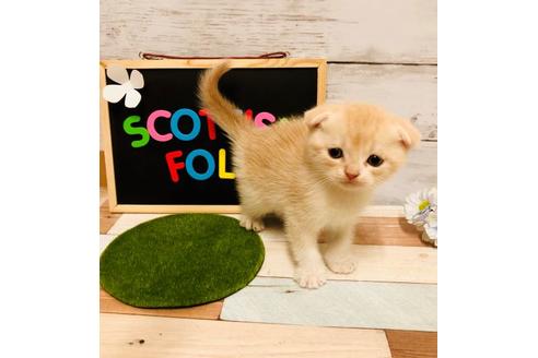 成約済の大阪府のスコティッシュフォールド-6843の2枚目