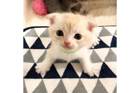 成約済の大阪府のスコティッシュフォールド-6843の1枚目