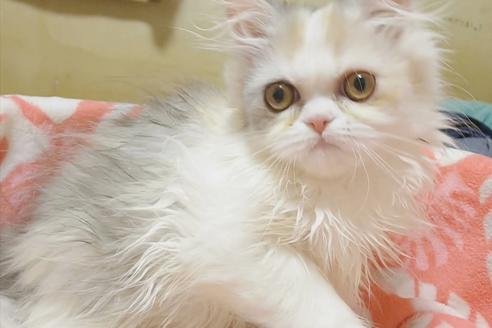 成約済の愛知県のペルシャ-6811