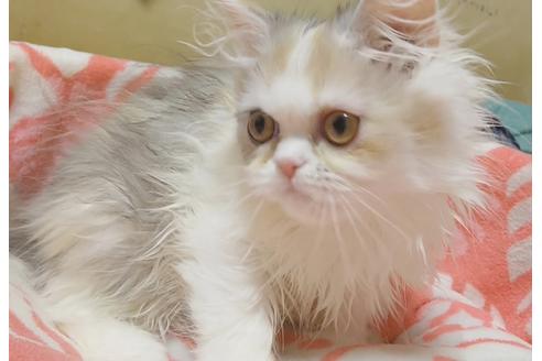 成約済の愛知県のペルシャ-6811の5枚目