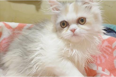 成約済の愛知県のペルシャ-6811の4枚目