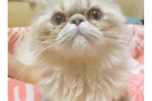 成約済の愛知県のエキゾチックショートヘア-6659の5枚目