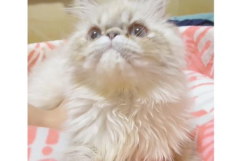 成約済の愛知県のエキゾチックショートヘア-6659の4枚目