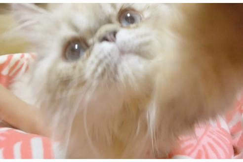 成約済の愛知県のエキゾチックショートヘア-6659の3枚目