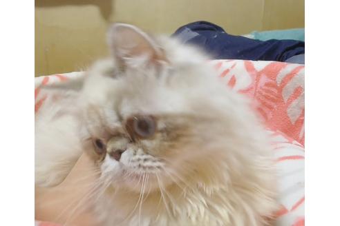 成約済の愛知県のエキゾチックショートヘア-6659の2枚目