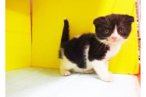 成約済の東京都のスコティッシュフォールド-6883の1枚目