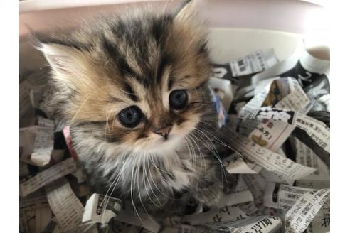 ペルシャ チンチラ 子猫id 64 の詳細情報 佐賀県 男の子 19 02 15生まれ チンチラゴールデン 子猫ブリーダーナビ ペルシャ チンチラ 子猫id 64 の詳細情報 佐賀県 男の子 19 02 15生まれ チンチラゴールデン 子猫ブリーダーナビ