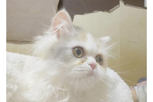 成約済の愛知県のペルシャ-6811の3枚目