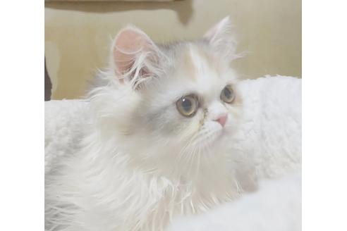 成約済の愛知県のペルシャ-6811の2枚目