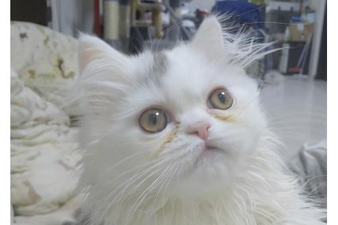 成約済の愛知県のペルシャ-6446の1枚目