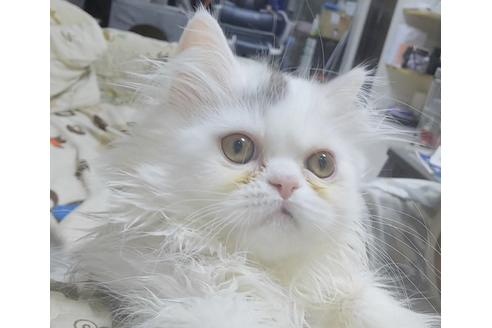 成約済の愛知県のペルシャ-6446の6枚目