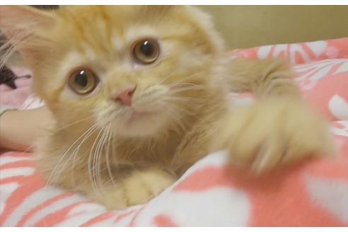 成約済の愛知県のスコティッシュフォールド-6661の5枚目