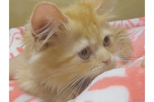 成約済の愛知県のスコティッシュフォールド-6661の4枚目