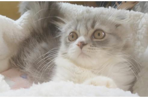 成約済の愛知県のスコティッシュフォールド-6808