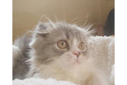 成約済の愛知県のスコティッシュフォールド-6808の2枚目