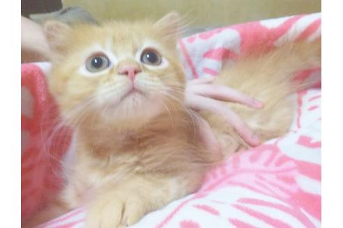 成約済の愛知県のスコティッシュフォールド-6924の6枚目