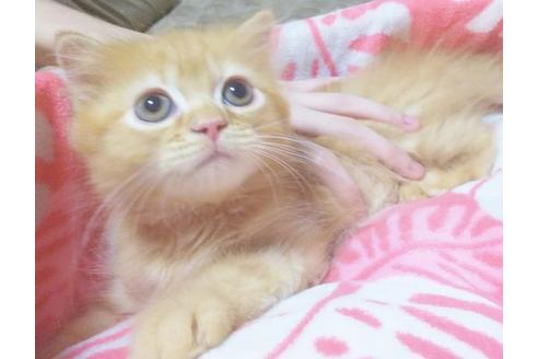 成約済の愛知県のスコティッシュフォールド-6924の5枚目