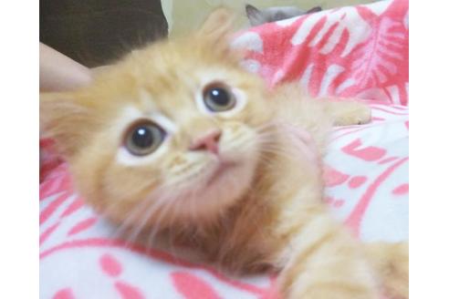 成約済の愛知県のスコティッシュフォールド-6924の4枚目