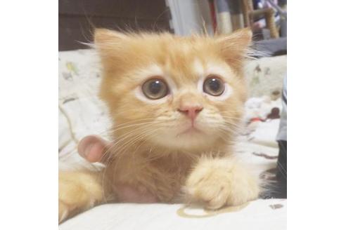 成約済の愛知県のスコティッシュフォールド-6924の3枚目