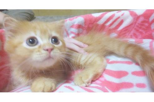 成約済の愛知県のスコティッシュフォールド-6924の2枚目